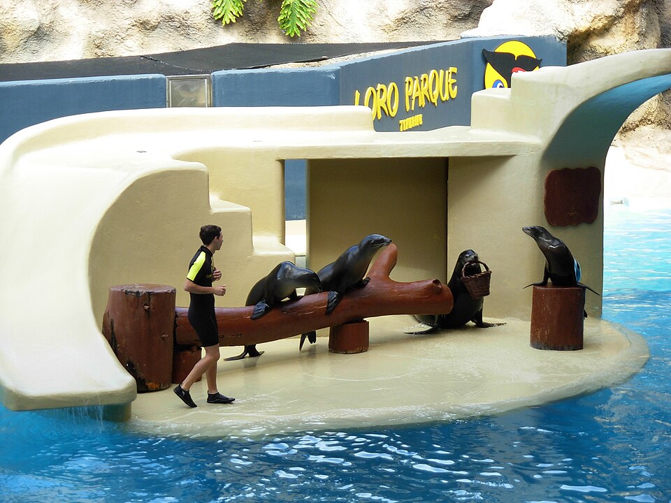 Seals at Loro Parque 06
